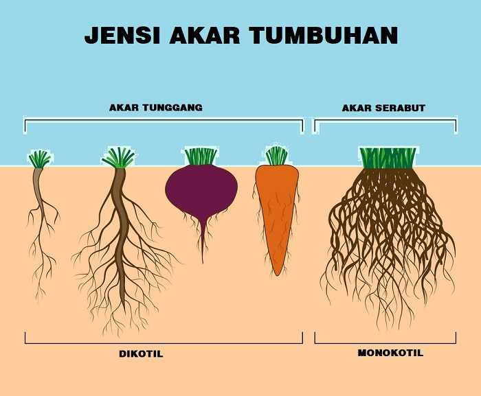 akar jahe serabut atau tunggang