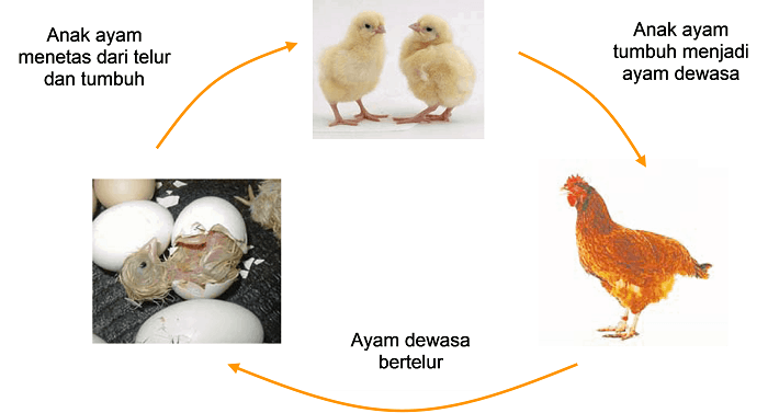 Buatlah diagram daur hidup dari hewan ayam