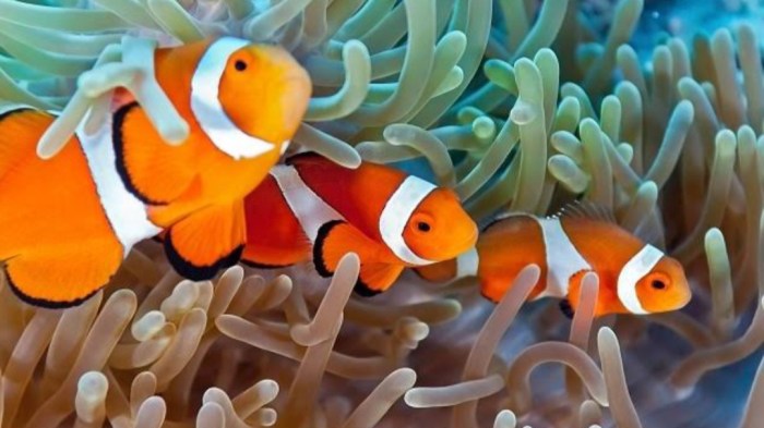 Perbedaan ikan nemo air tawar dan air laut