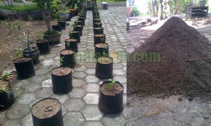 tanaman tanah campuran racun membuat pasir organik guna botol tanam loam kebun dua