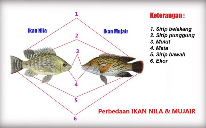 perbedaan ikan nila dan gurame terbaru