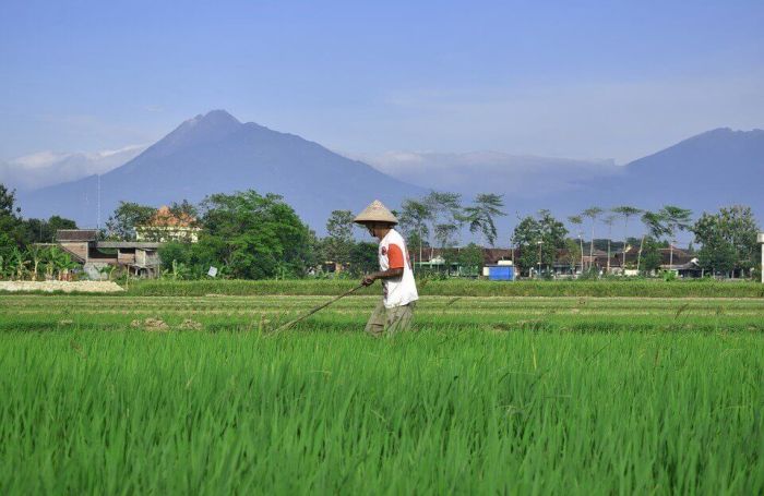 gambar petani kartun di sawah