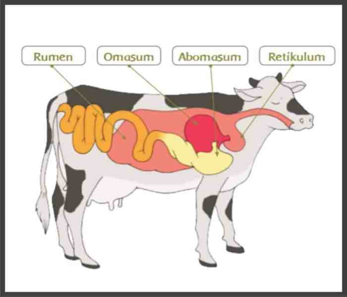 Pencernaan sistem ruminansia sapi