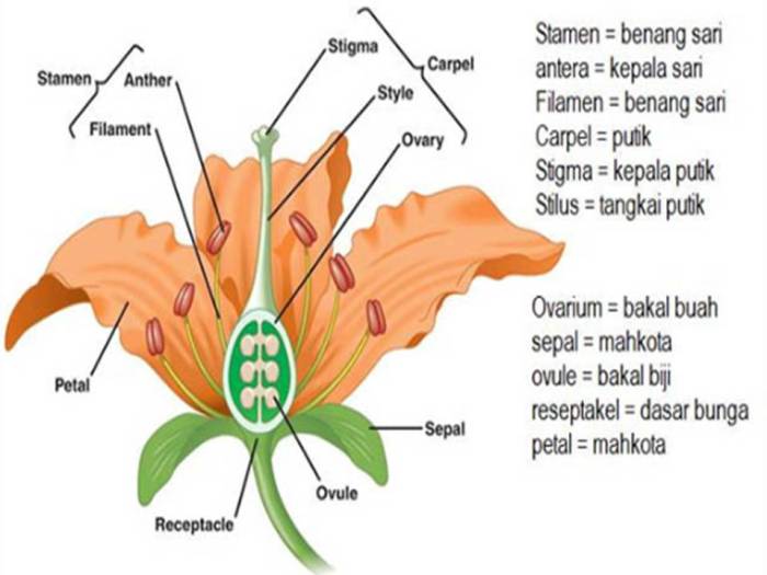 bagian bagian bunga labu