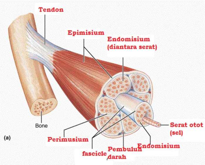 letak jaringan otot pada hewan terbaru