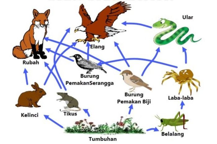 rantai makanan burung hantu