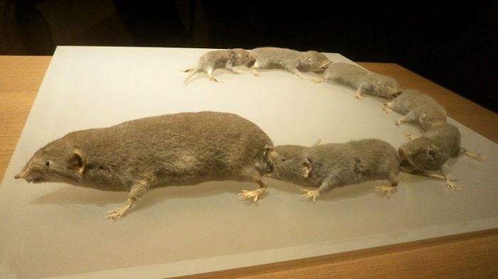 Tikus hewan bengalensis pengerat