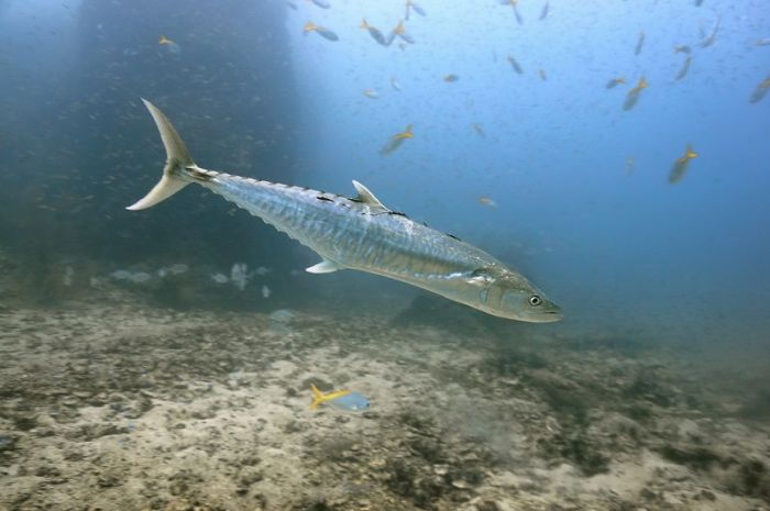 tenggiri ikan mackerel scomberomorus commerson melayu