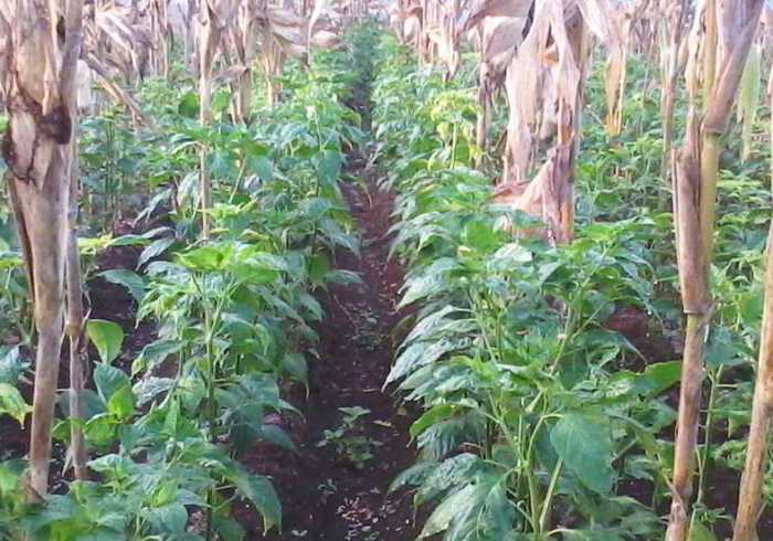 jagung kacang tanah tumpang tanaman lahan tumpangsari