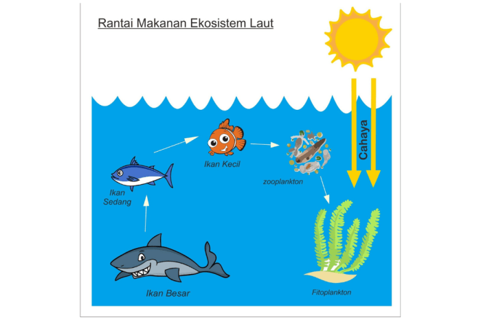 gambar ekosistem air laut terbaru