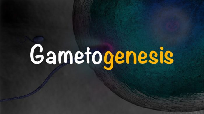 Gametogenesis pada tumbuhan tingkat tinggi
