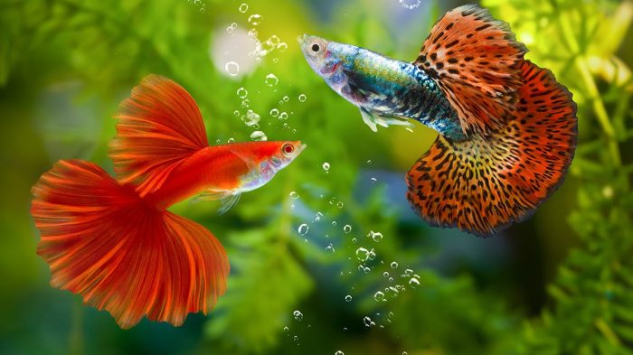 ikan hias guppy di korea disebut dengan terbaru