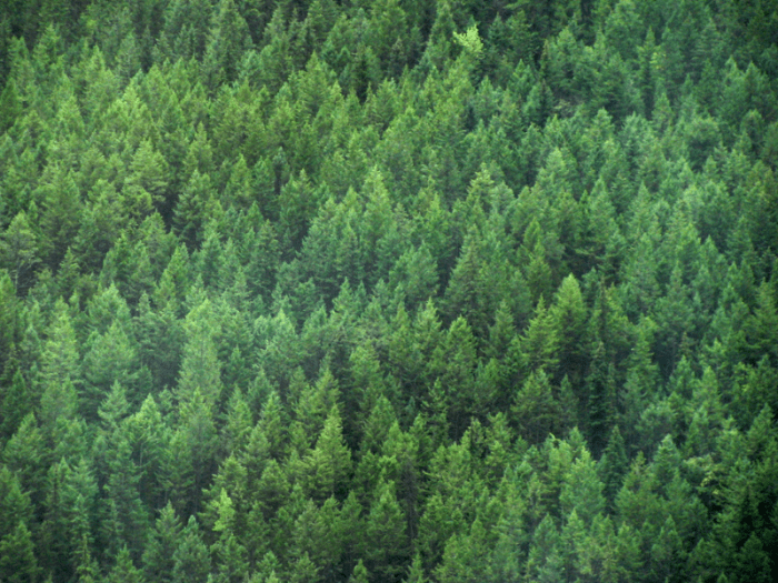 pohon pinus banyak dijumpai di daerah