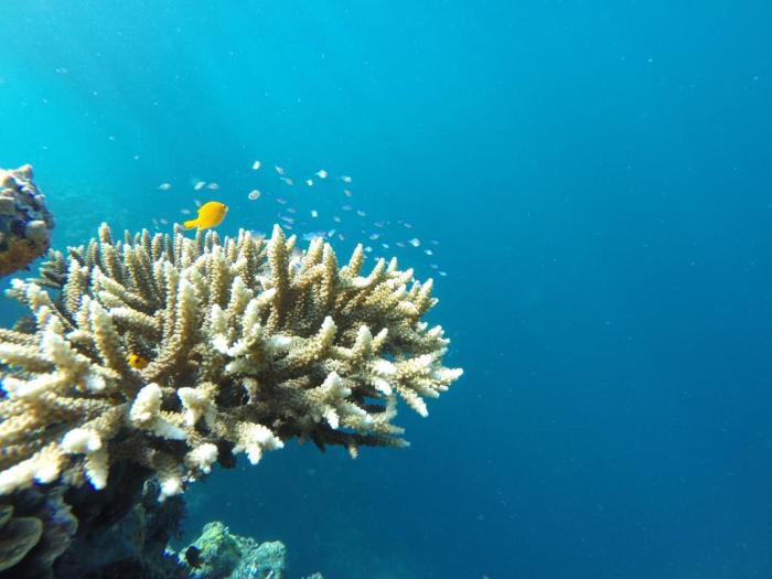 karang terumbu transplantasi kembali tumbuhkan sukses bagaimana ceritanya kelompok mongabay