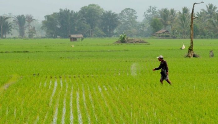 badan usaha berdasarkan lapangan usaha terbaru