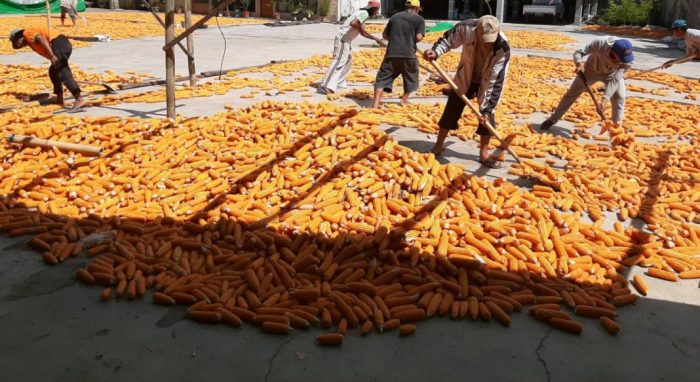 kebutuhan benih jagung per hektar terbaru