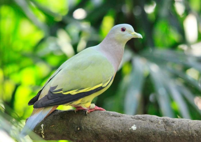 merpati burung dara tinggian