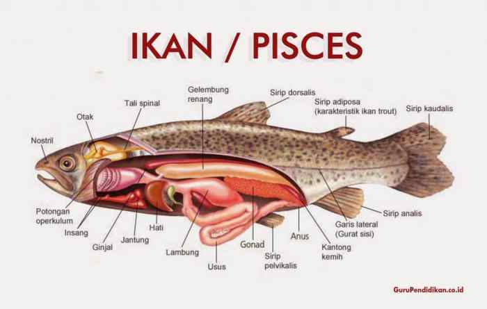 gambar sistem pencernaan ikan terbaru