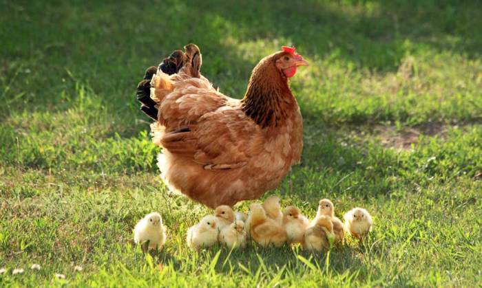 ayam jantan kampung perbedaan