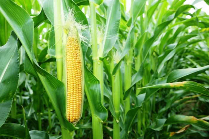 gambar pohon jagung dan bagiannya terbaru