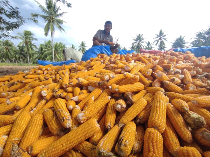 panen jagung petani susah justru sangat sembada rendah setiap tiba karena