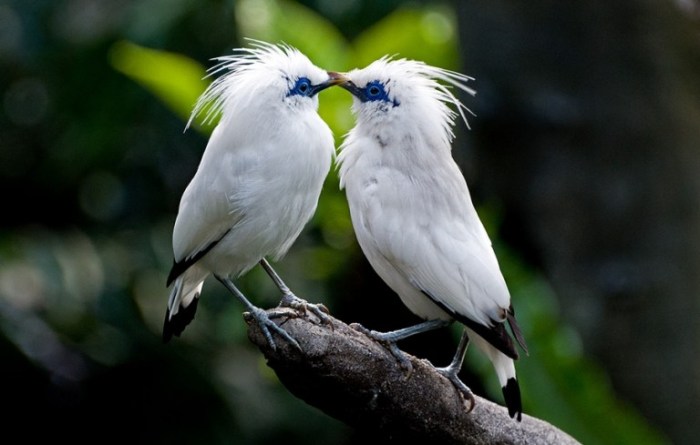 manfaat burung jalak bali