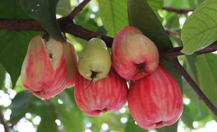 jambu pohon buah tumbuhan biji plantae bunga sketsa klasifikasi mempelajari disini ingin baca tahu mewarnai infoagribisnis daun akar