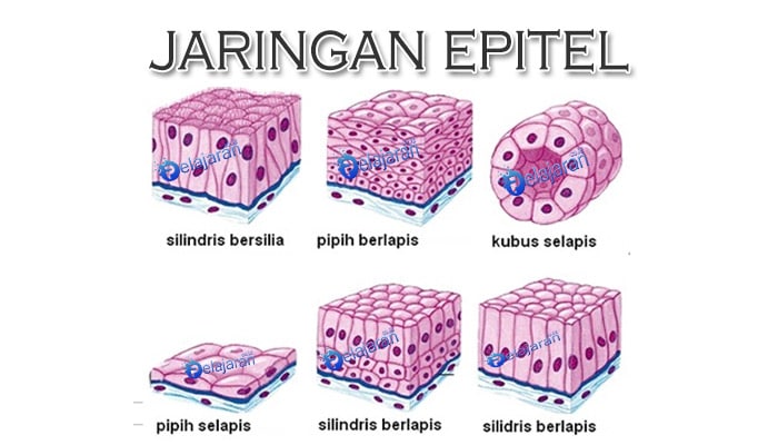 letak jaringan otot pada hewan terbaru