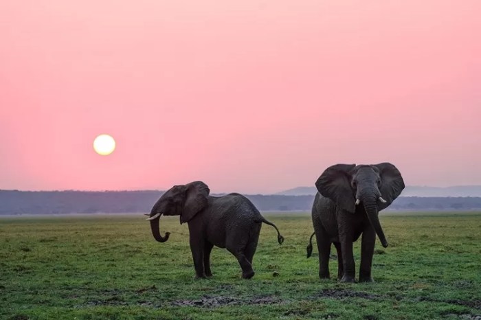 tebak tebakan gajah masuk kulkas