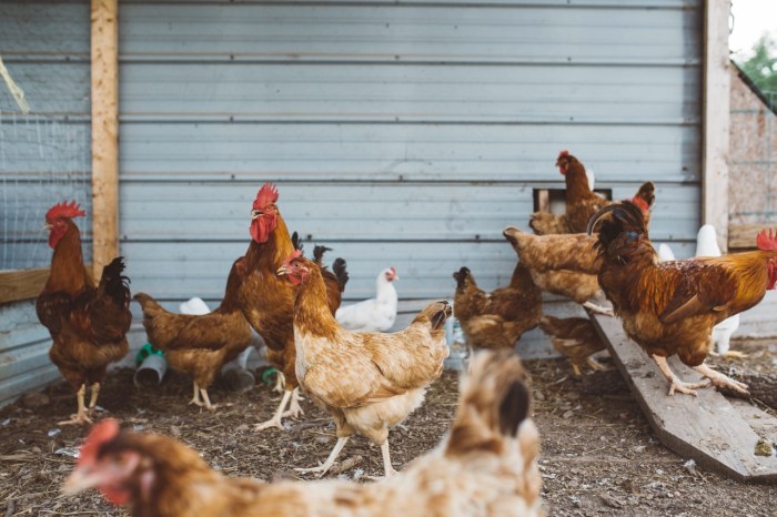 sapi potong kandang ternak budidaya penggemukan usaha beternak pembuatan menentukan pedaging gambaran lokasi bali denah penuhi kantong untungnya buruhmigran faktor