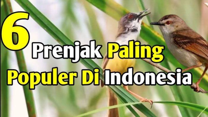 burung prenjak makanannya apa terbaru