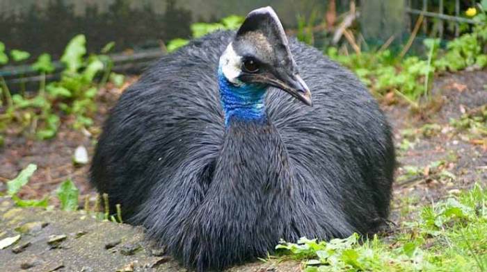 burung pulau rote myzomela penyerbuk spesies fauna