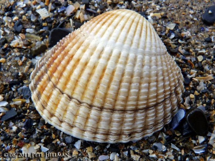 kerang laut tawar edule cerastoderma mutiara hewan timur pesisir gambarnya majalahhewan penghasil