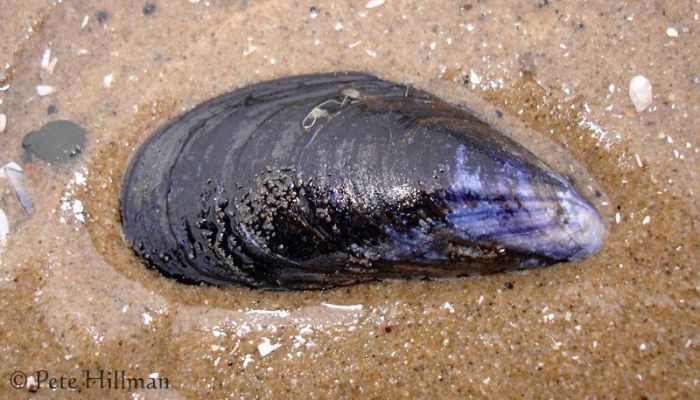 kerang laut bahasa inggris terbaru