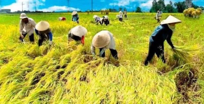 gambar jenis usaha pertanian