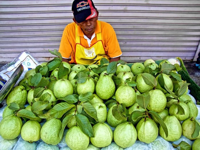 biji pada jambu biji merupakan jaringan terbaru