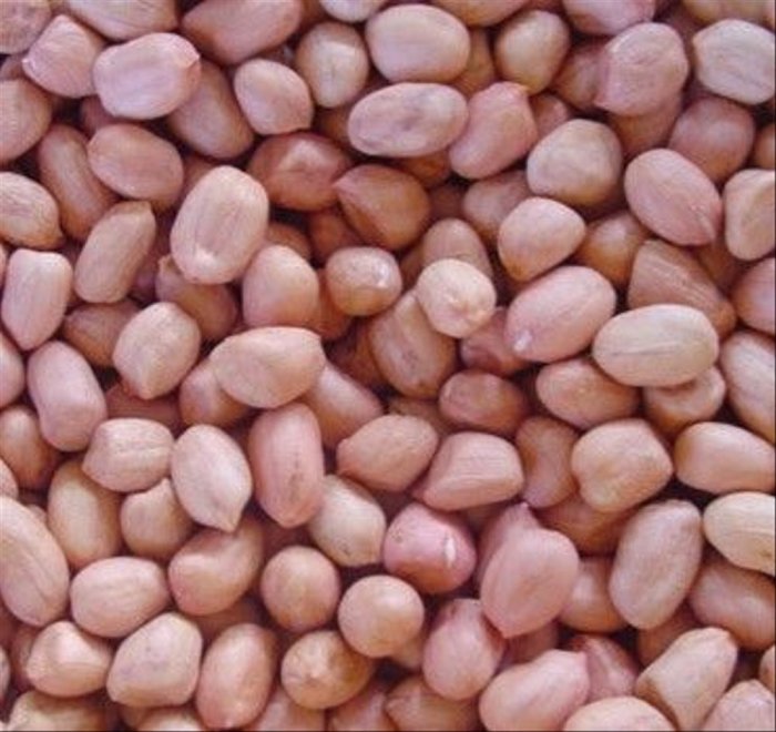 hijau kacang pertumbuhan