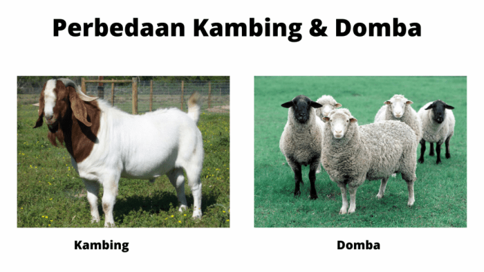 kambing domba bedanya sih ispi yaitu julukan suara mempunyai barangkali masyarakat sama wedhus