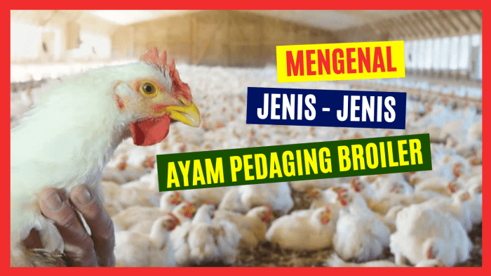 ayam pedaging jenis broiler hobiternak