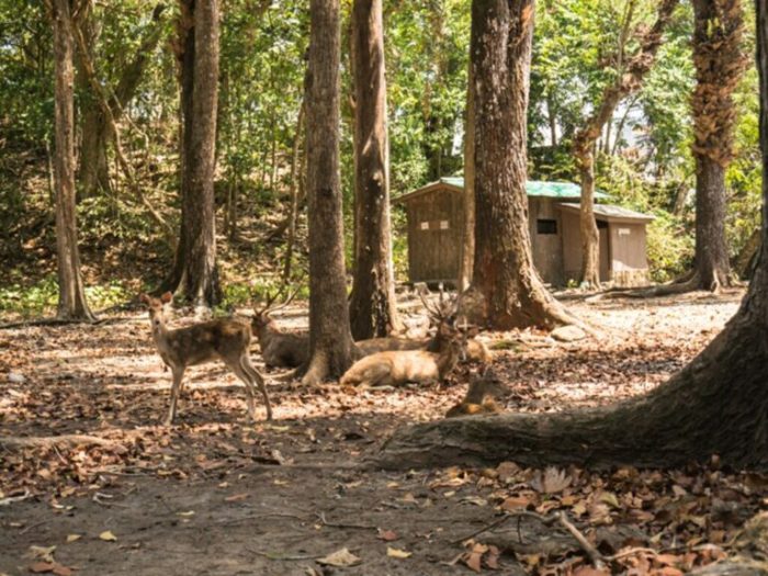 rusa hutan senapan target terbaru