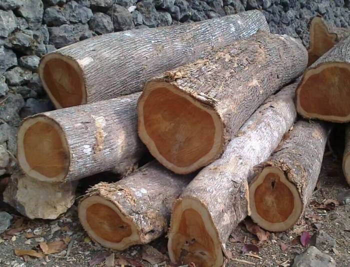 kayu jati bahan digunakan batang jepara pohon gambar nganjuk bagor perabot hutan rayap sertifikasi mebel ketahui mahoni berkualitas baku kursi