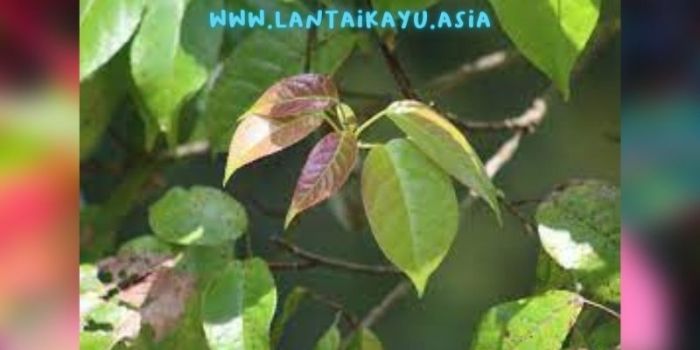 pohon rasamala termasuk flora terbaru