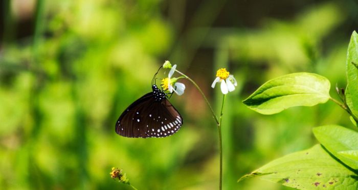 keanekaragaman spesies dipengaruhi oleh