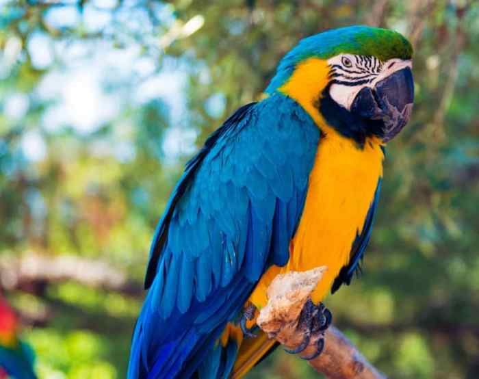 gambar makanan burung kakak tua terbaru