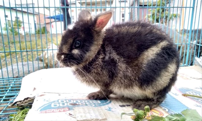 kucing tiga belang sulit jantan menemukan kenapa berkelamin kaskus