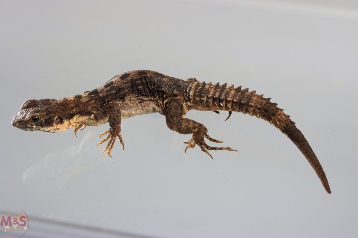 Biasa luar hewan reptil reptiles kadal iguana