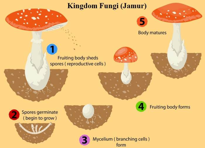 Bagian jamur yang tampak sehari hari adalah