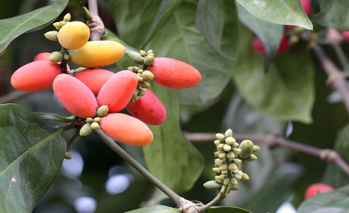 pohon kelapa pisang beringin dll mangga