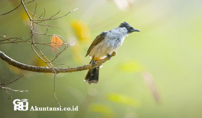 not angka burung kutilang terbaru