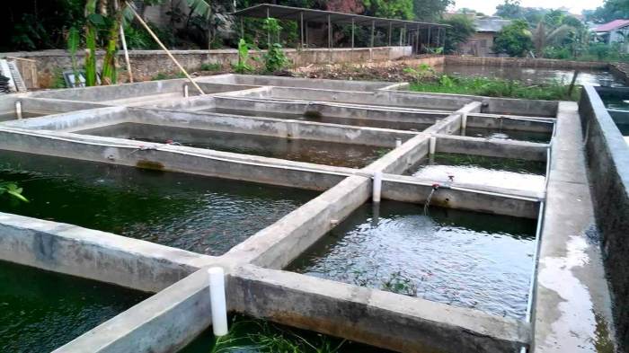 kolam tempat memelihara ikan